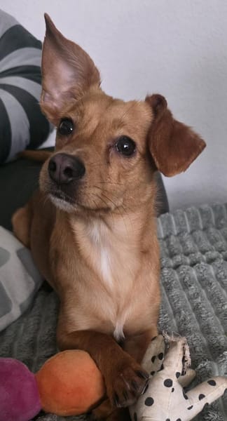 LUSTIGE FINI LIEBT KINDER