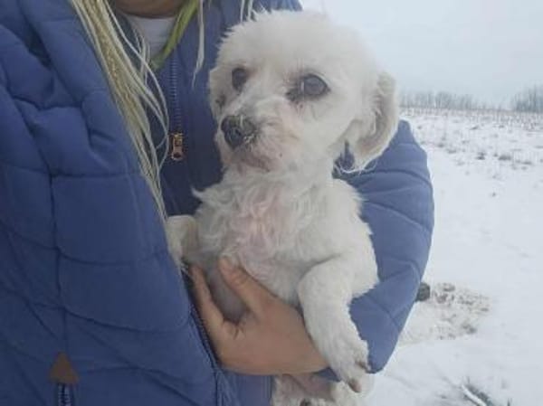 Maja und Willi suchen ein neues Zuhause