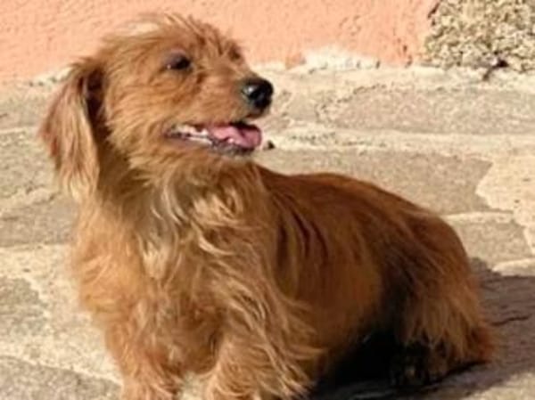 BRICCIOLA  bald auf PS in NRW