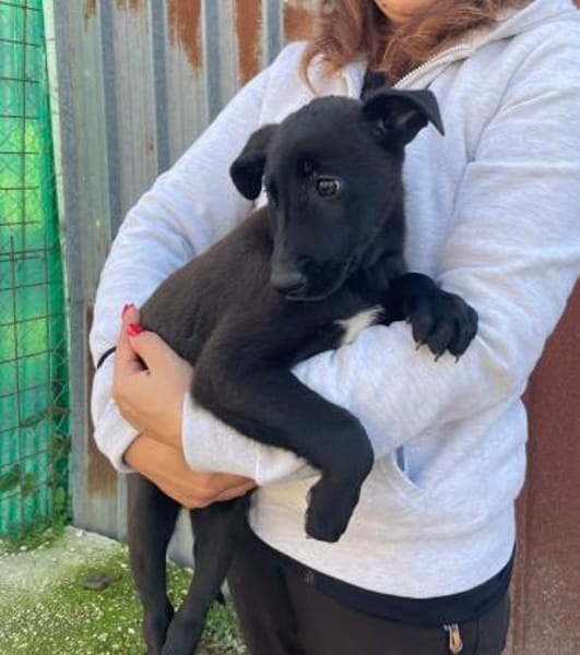 ARON 💚💚💚 ist ein hübsches Hundekind