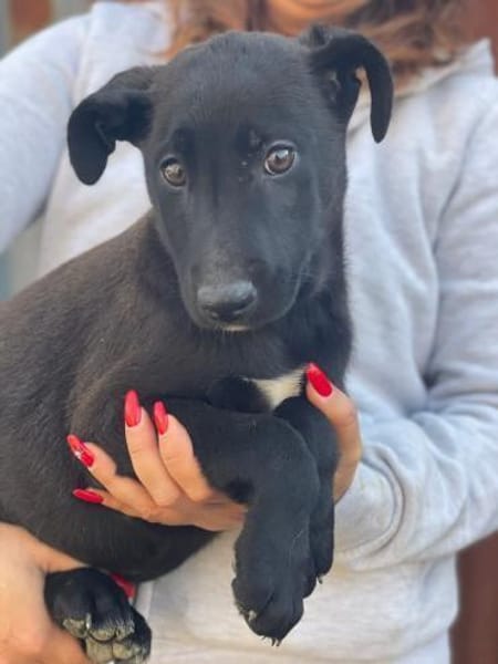 ARON 💚💚💚 ist ein hübsches Hundekind