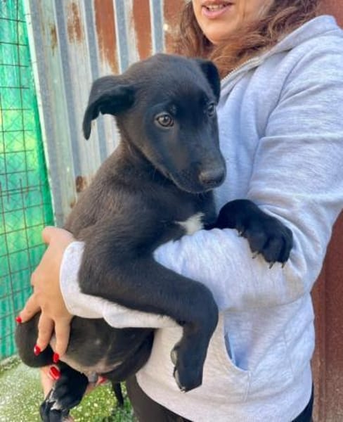 ARON 💚💚💚 ist ein hübsches Hundekind