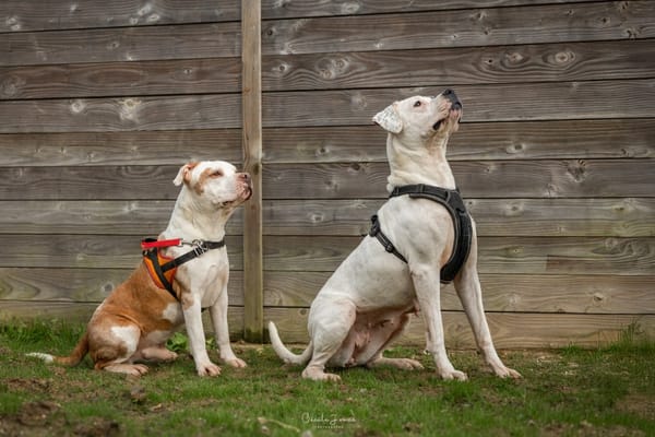 DIABOLO (adoption duo)