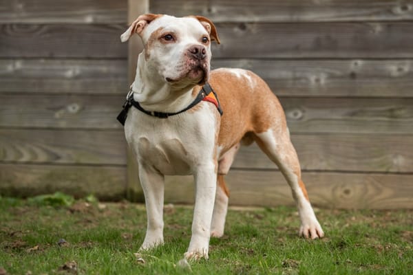 DIABOLO (adoption duo)