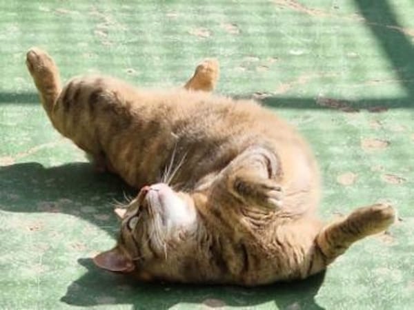 Menschenbezogene Katze Lizzie