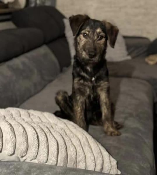 Poldi sucht seine Familie 💙