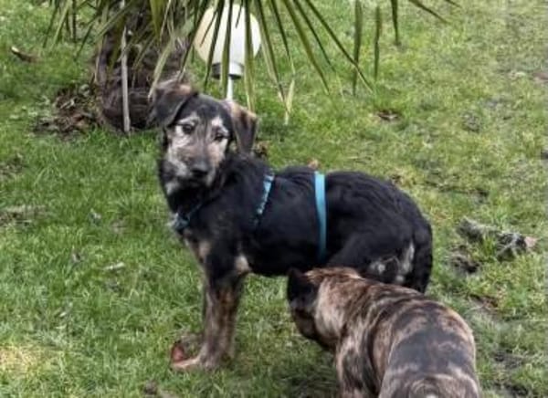 Poldi sucht seine Familie 💙