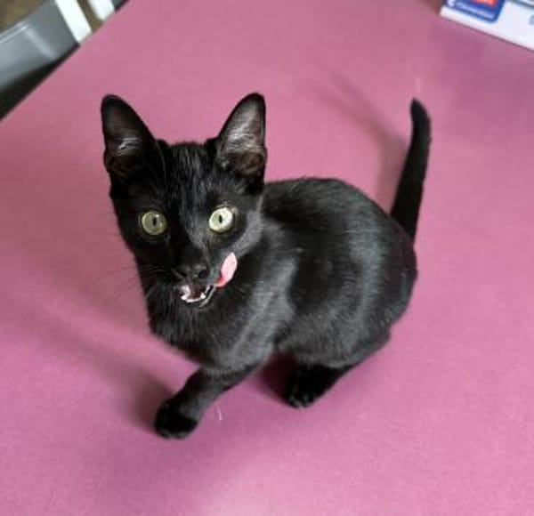 Lebensfroher Bursche - unser Snoopy 😻