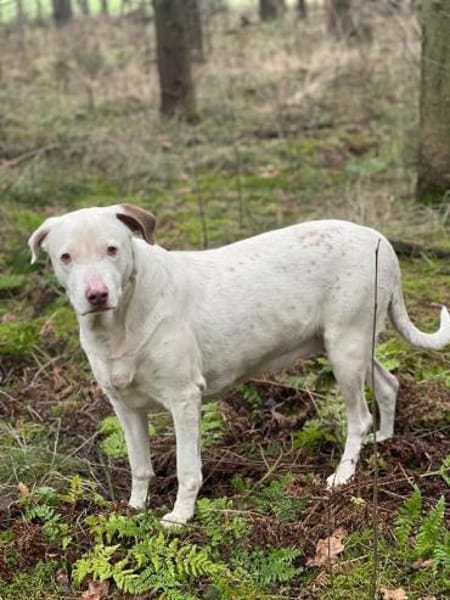 Pina sucht ihr Zuhause für Immer