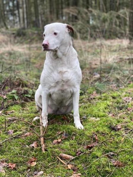 Pina sucht ihr Zuhause für Immer