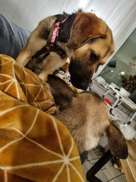 Hübsche Jane sucht zuhause