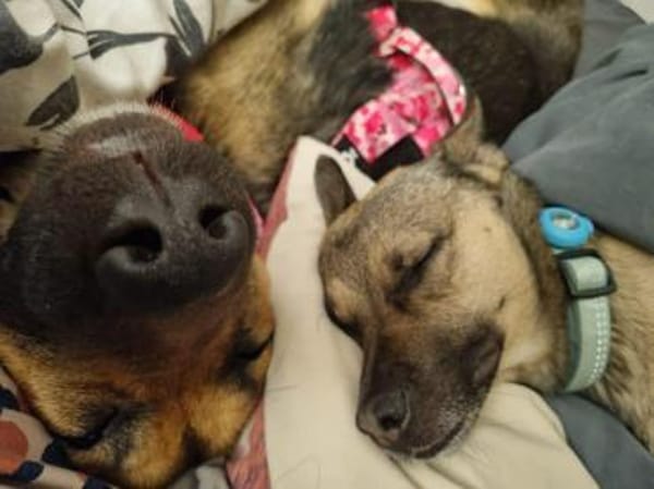 Hübsche Jane sucht zuhause