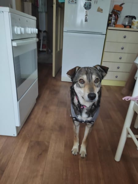 Ellen sucht ihr Für-immer-Zuhause