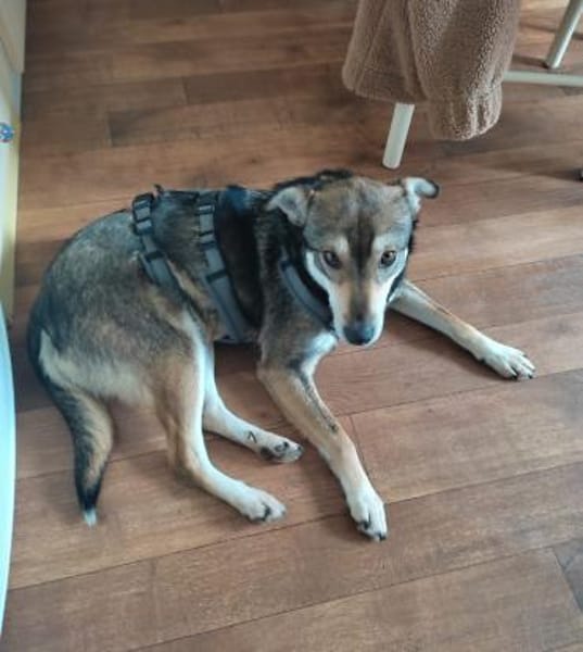 Ellen sucht ihr Für-immer-Zuhause