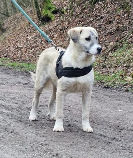 Mara - süße Maus sucht ihre Familie