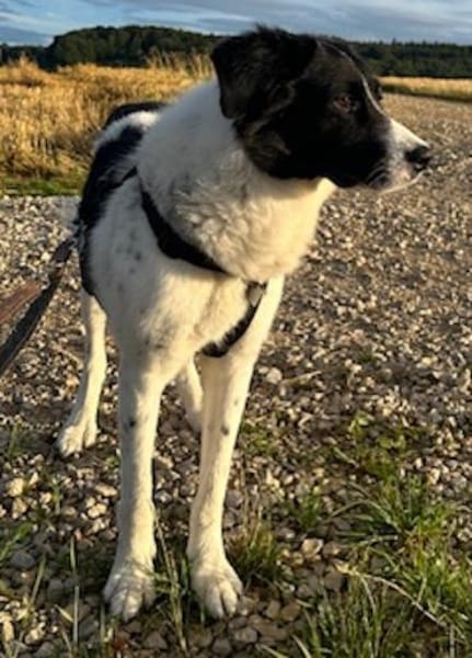 Hendrik, geb. ca 07/2020, 86660 Tapfheim