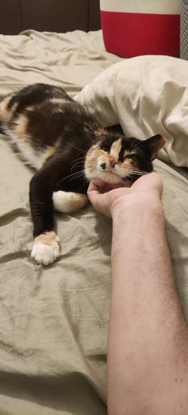 Zarte, hübsche Katzendame Lia