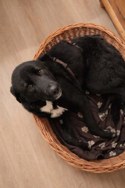 Liebe Klika sucht ihre Familie