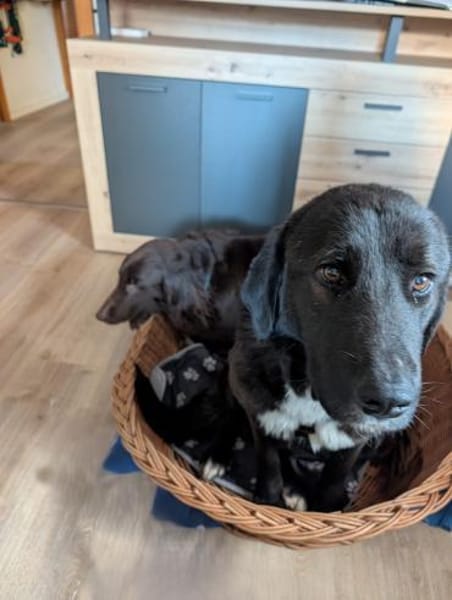 Liebe Klika sucht ihre Familie