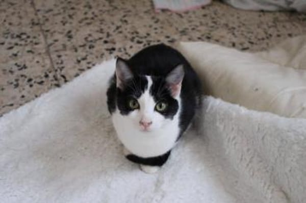 Pam und Pom suchen Liebe