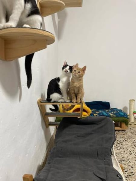 Pam und Pom suchen Liebe