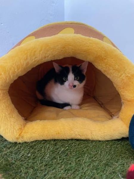 Pam und Pom suchen Liebe