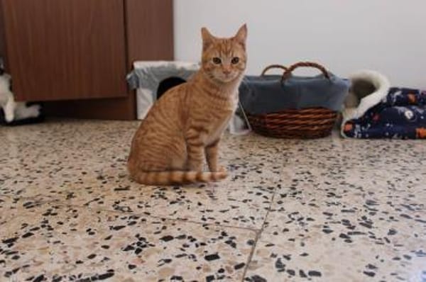 Jao der kleine Mann sucht Dich