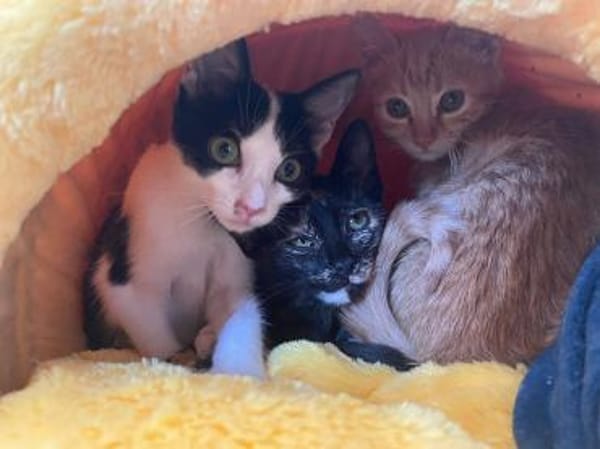 Jao der kleine Mann sucht Dich