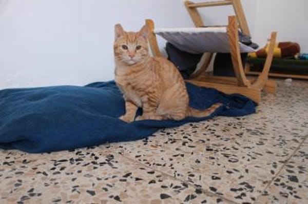 Jao der kleine Mann sucht Dich