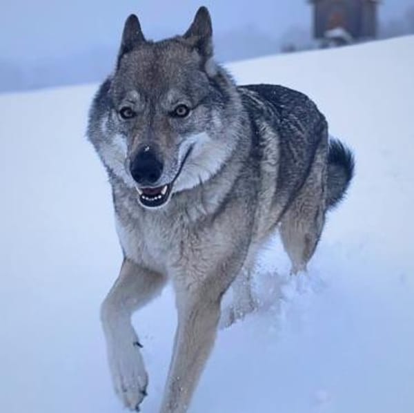 Odin - liebt Spaziergänge&Kopfarbeit