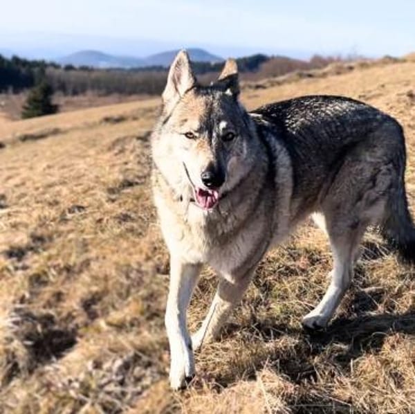 Odin - liebt Spaziergänge&Kopfarbeit