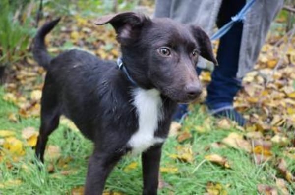 Barney sucht seine Familie