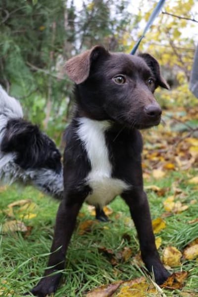 Barney sucht seine Familie