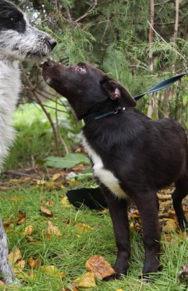 Barney sucht seine Familie