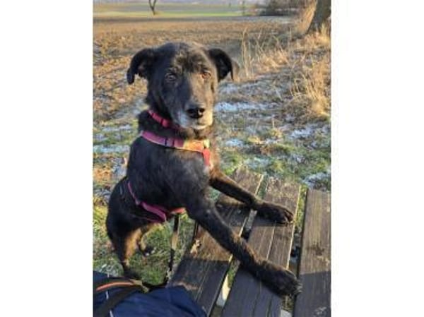 Monalisa - wartet in 38446 Wolfsburg