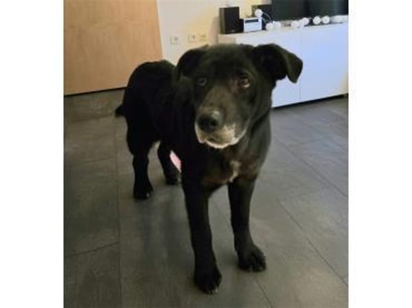 Monalisa - wartet in 38446 Wolfsburg