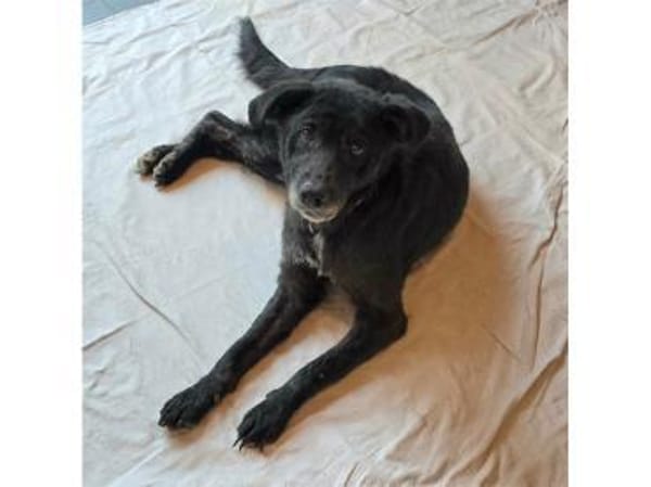 Monalisa - wartet in 38446 Wolfsburg