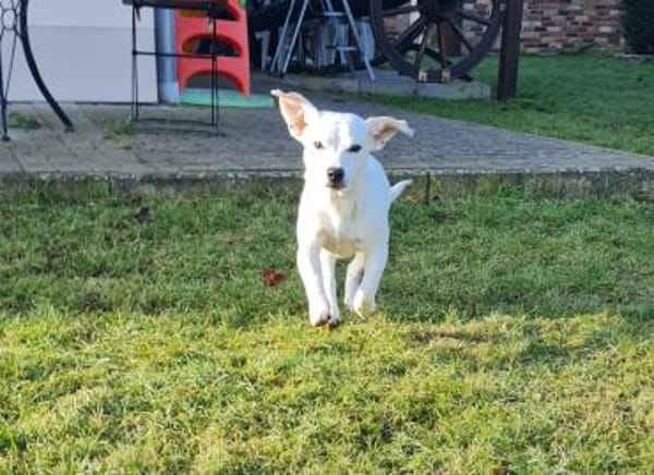 Bob, freundlicher Mischling geb. 2025