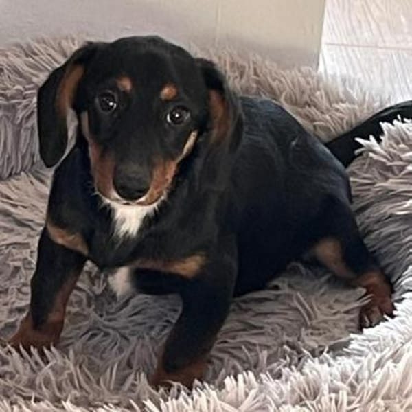 Sweetie ❤ herzliches Dackelmädchen