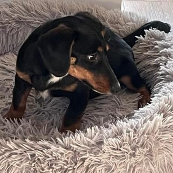 Sweetie ❤ herzliches Dackelmädchen