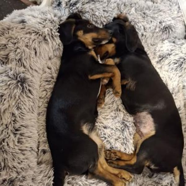 Sweetie ❤ herzliches Dackelmädchen