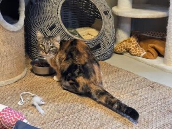 RUBIA-hübsche, sanfte Katzendame