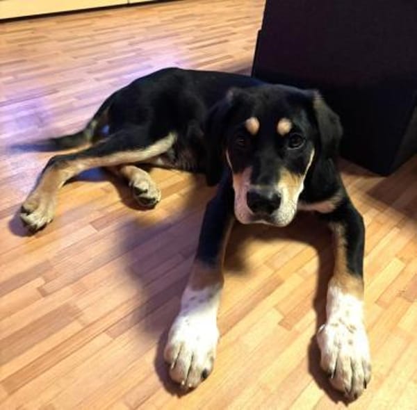 ❤Amadeus...sucht Familie mit Haus + Hof