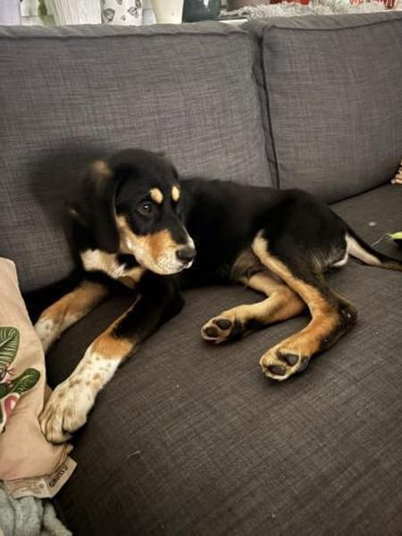 ❤Amadeus...sucht Familie mit Haus + Hof