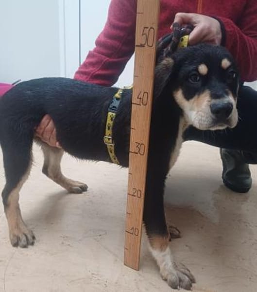 ❤Amadeus...sucht Familie mit Haus + Hof