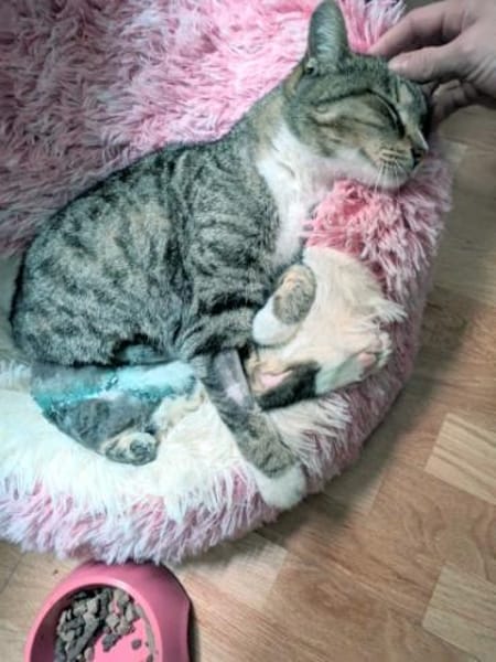 Zutrauliche Katze Milagrin (3 Beine)