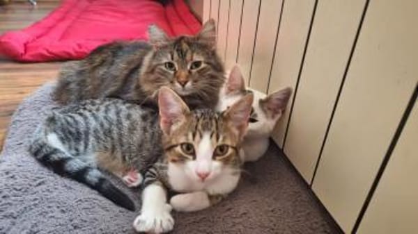 Liva sucht mit Garten oder Freigang