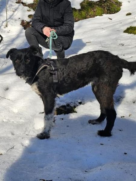 Mele - Zuckerschnecke