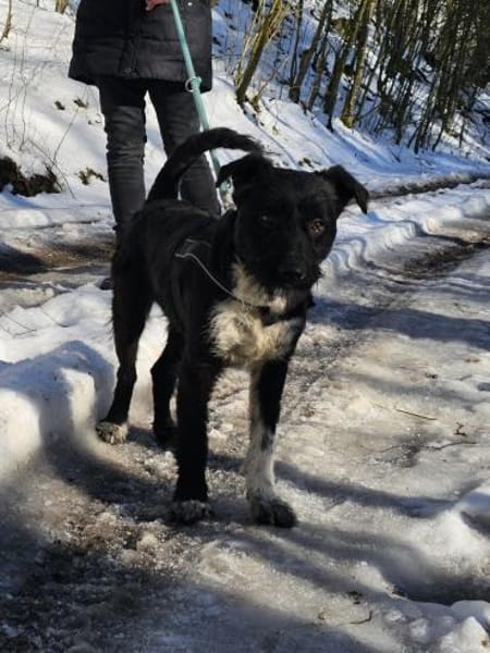 Mele - Zuckerschnecke