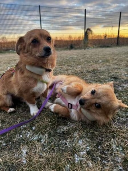 ALINCHEN * kl. Fuchs sucht gr. Glück